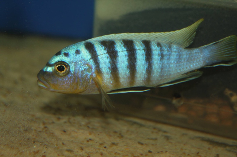 Maylandia sp. 'zebra mbowe' Mbowe Island